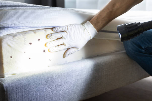 Best Cockroach Control Services  in Wink, TX